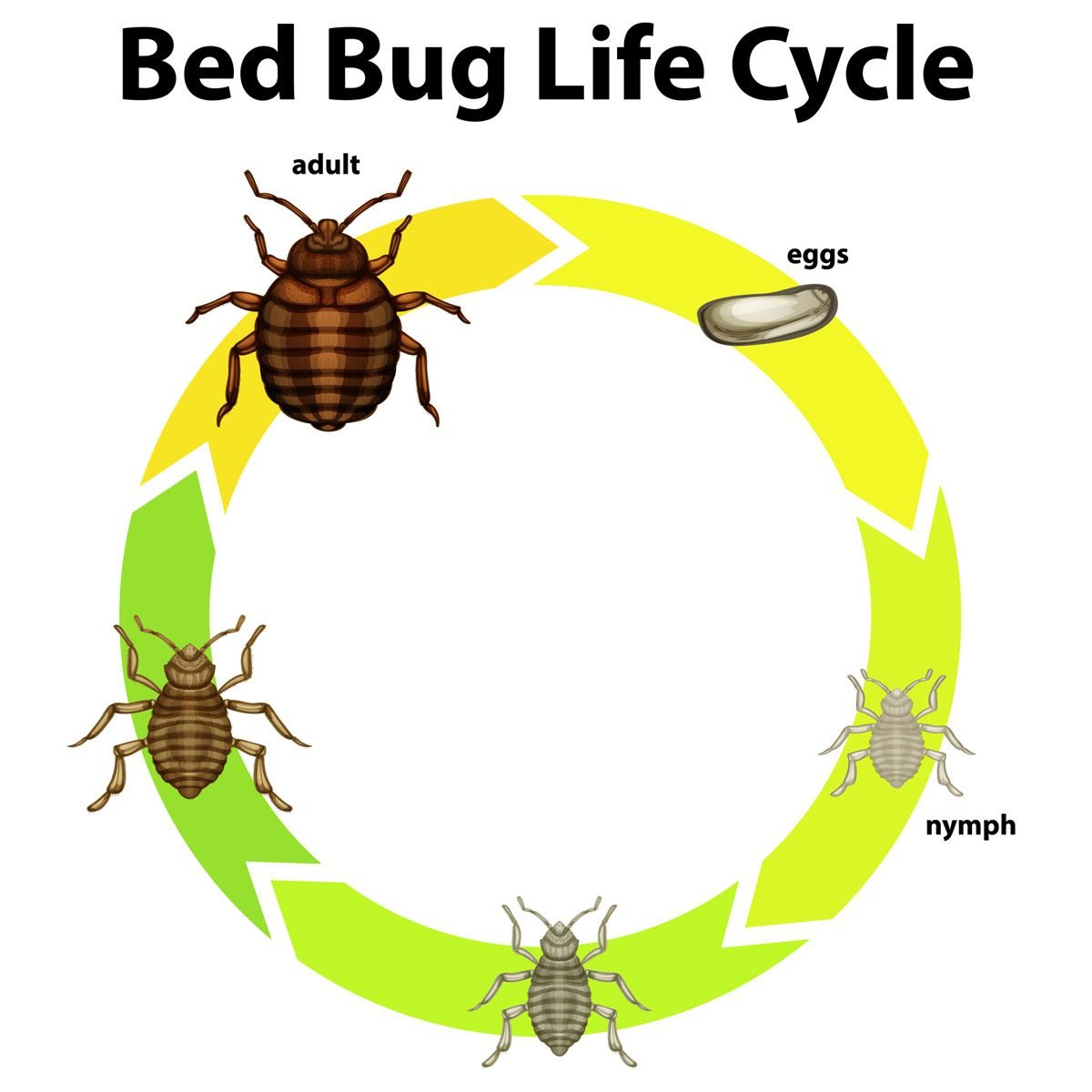 Detail Image Of A Bedbug Nomer 48