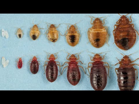 Detail Image Of A Bedbug Nomer 49