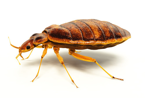 Detail Image Of A Bedbug Nomer 50