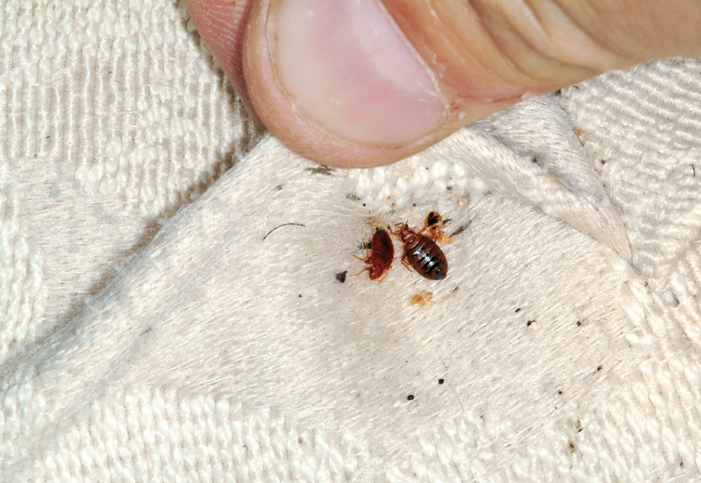 Detail Image Of A Bedbug Nomer 52