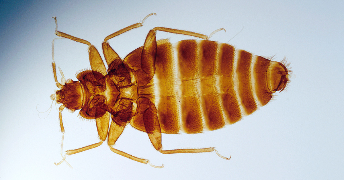 Detail Image Of A Bedbug Nomer 53