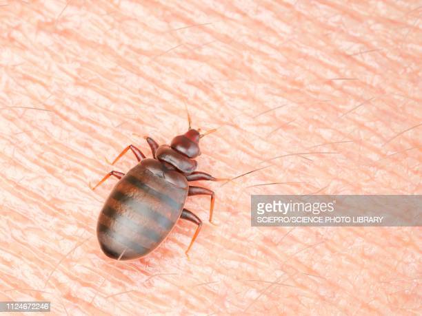 Detail Image Of A Bedbug Nomer 54