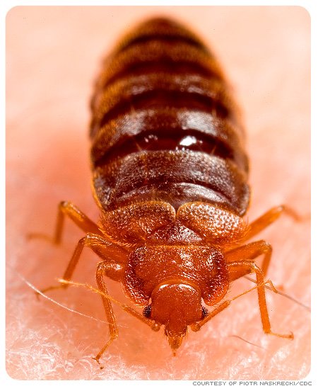 Detail Image Of A Bedbug Nomer 8