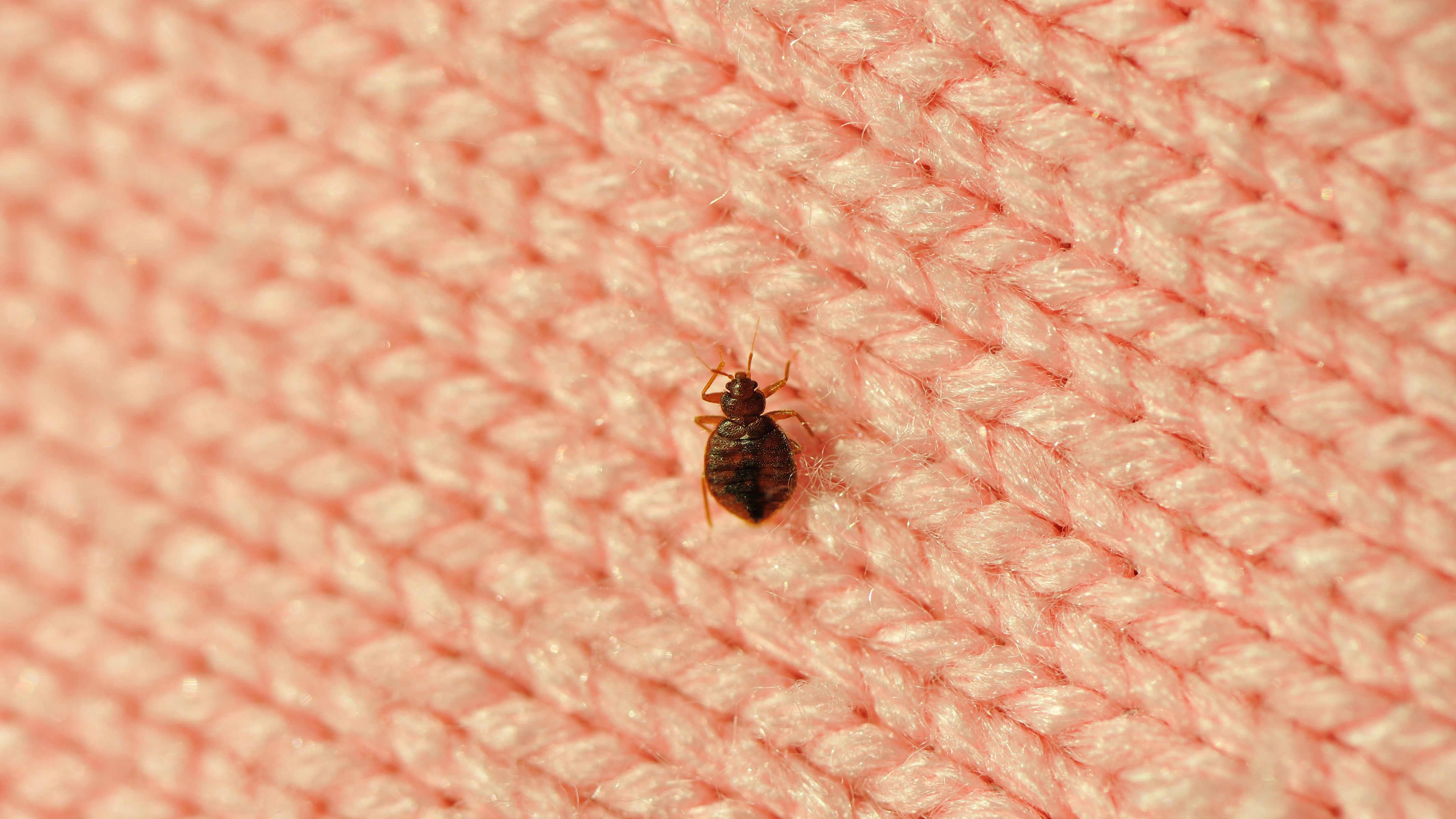 Detail Image Of A Bedbug Nomer 9