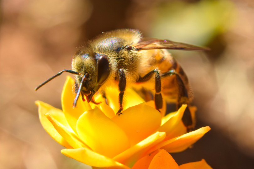 Detail Image Of A Bee Nomer 13