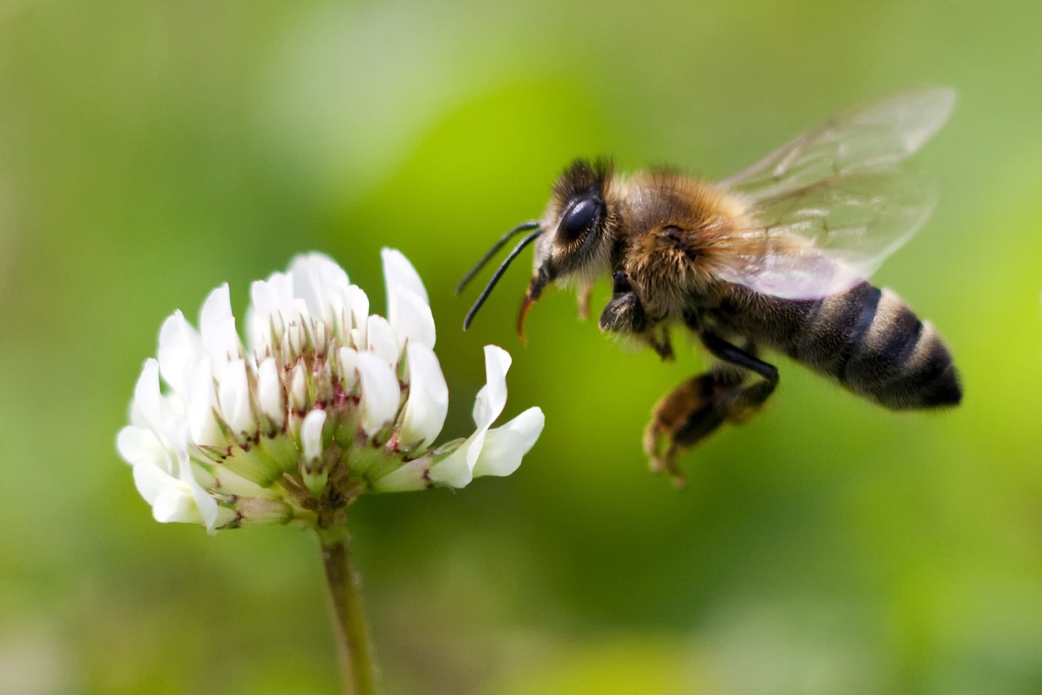 Detail Image Of A Bee Nomer 15