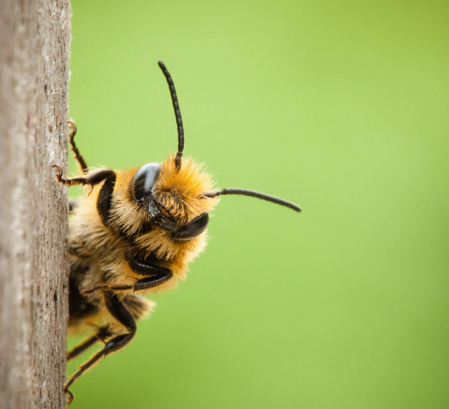 Detail Image Of A Bee Nomer 18