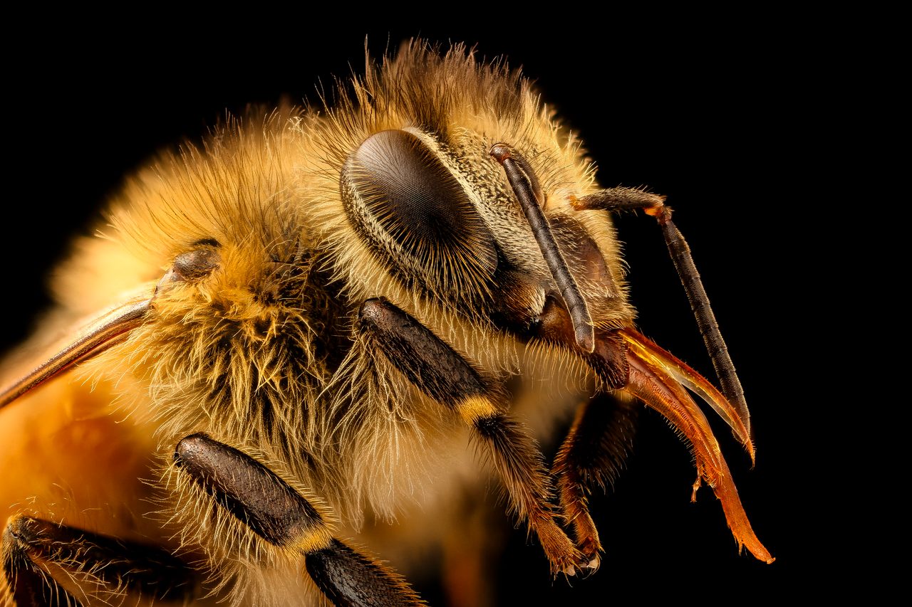 Detail Image Of A Bee Nomer 4