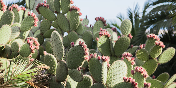 Detail Image Of A Cactus Nomer 12