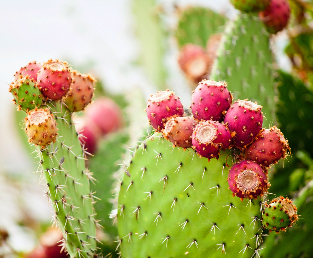 Detail Image Of A Cactus Nomer 14