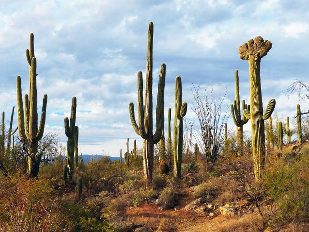 Detail Image Of A Cactus Nomer 16