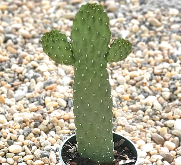 Detail Image Of A Cactus Nomer 34