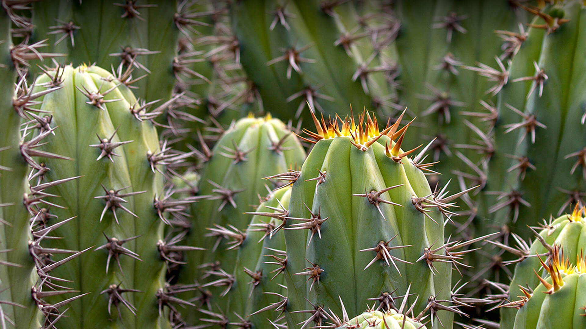 Detail Image Of A Cactus Nomer 53