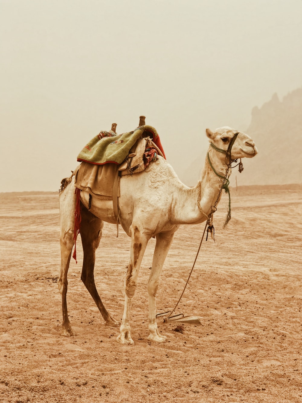 Detail Image Of A Camel Nomer 10