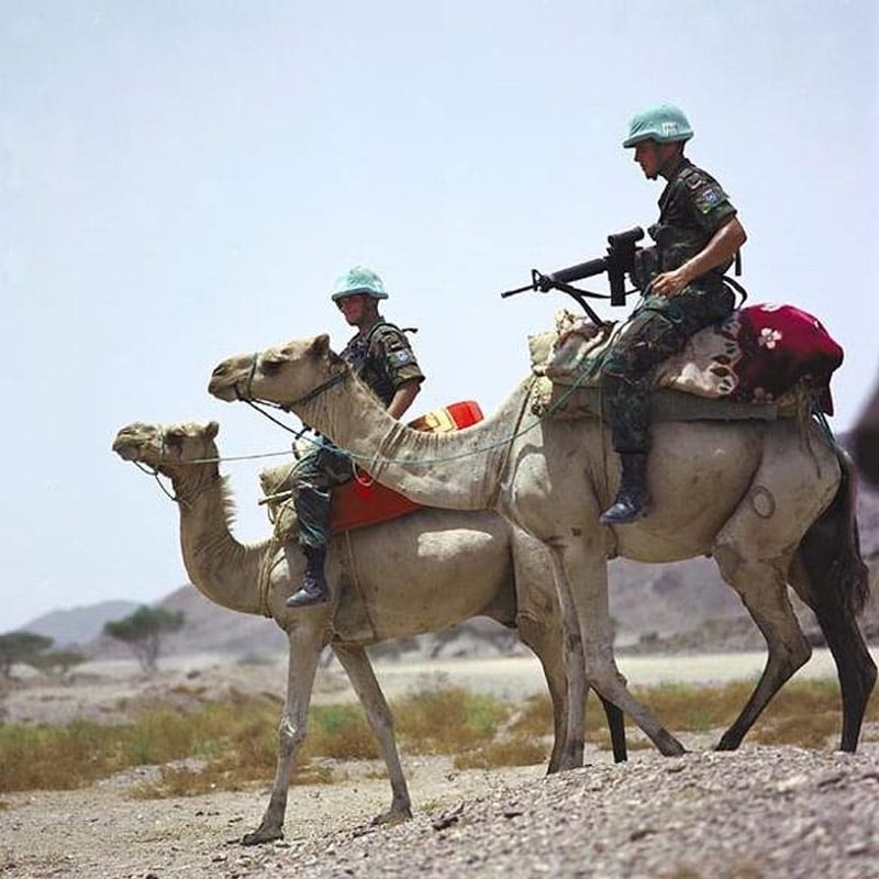 Detail Image Of A Camel Nomer 26