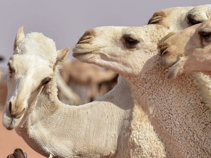 Detail Image Of A Camel Nomer 33