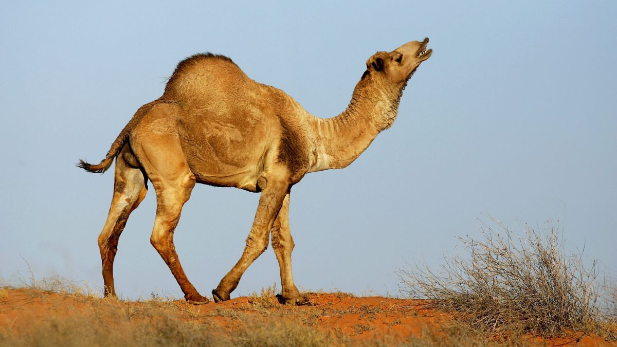 Detail Image Of A Camel Nomer 54