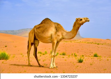 Detail Image Of A Camel Nomer 7