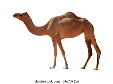 Detail Image Of A Camel Nomer 8
