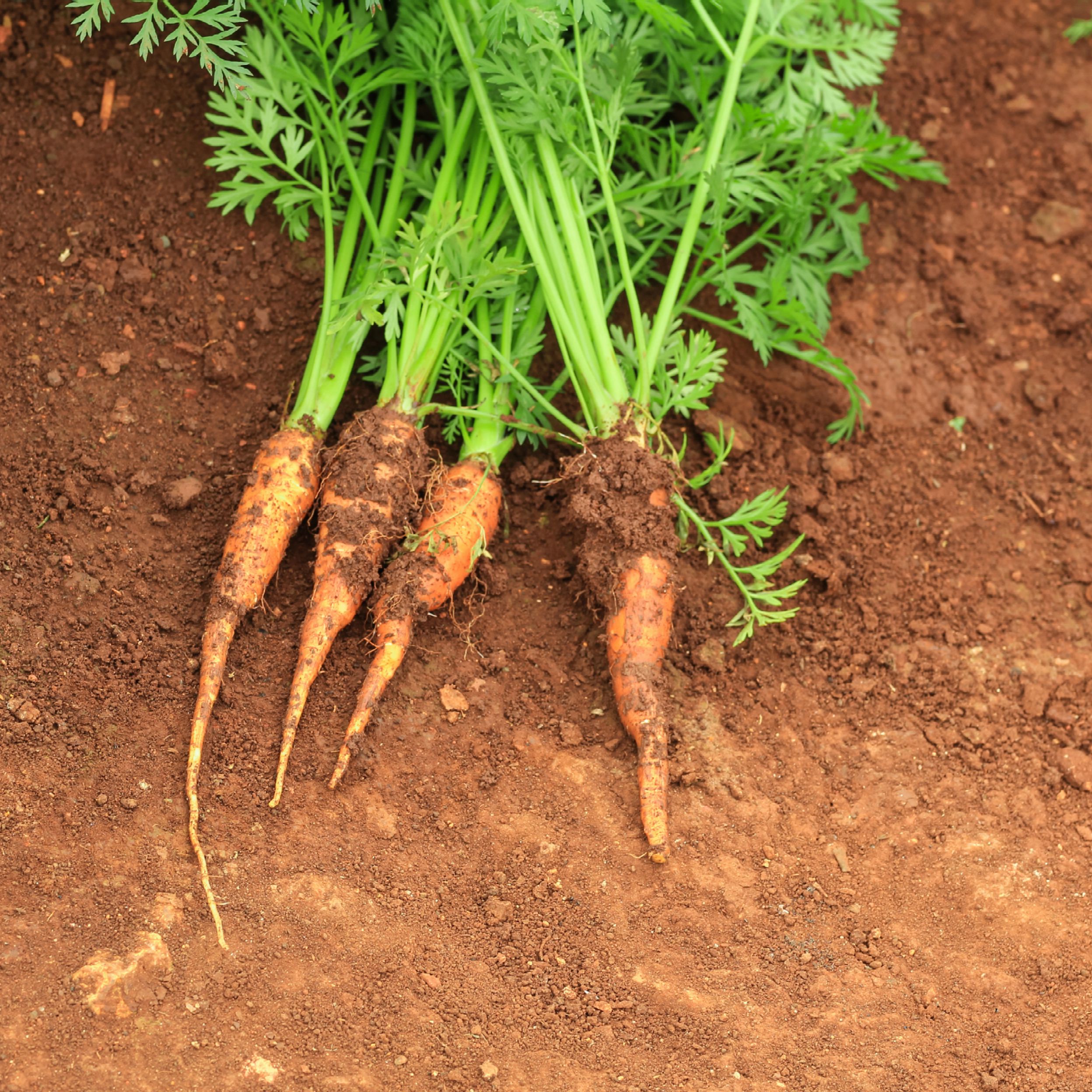 Detail Image Of A Carrot Nomer 18