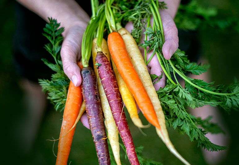 Detail Image Of A Carrot Nomer 39