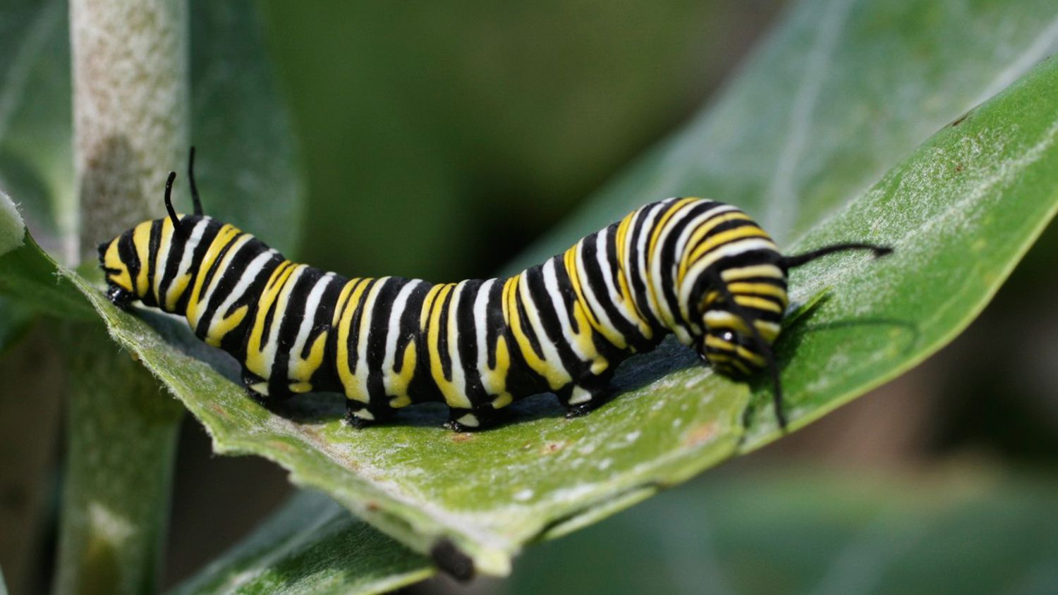 Detail Image Of A Caterpillar Nomer 2