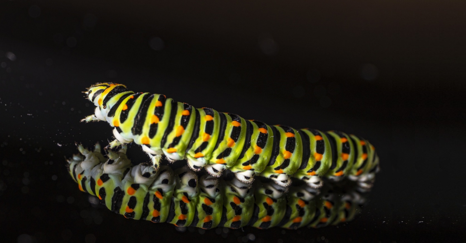 Detail Image Of A Caterpillar Nomer 11