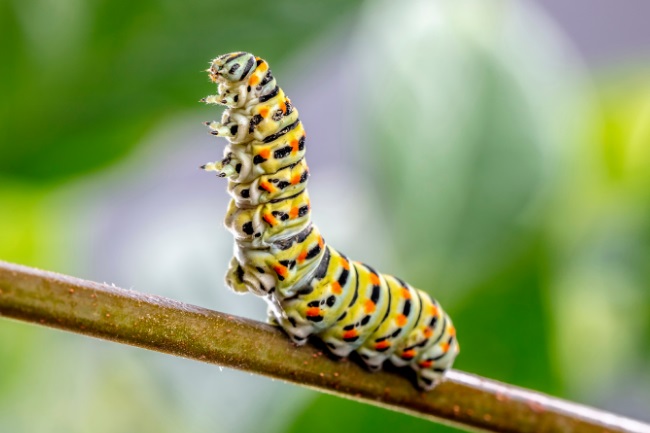 Detail Image Of A Caterpillar Nomer 13