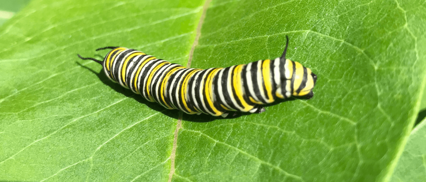 Detail Image Of A Caterpillar Nomer 20