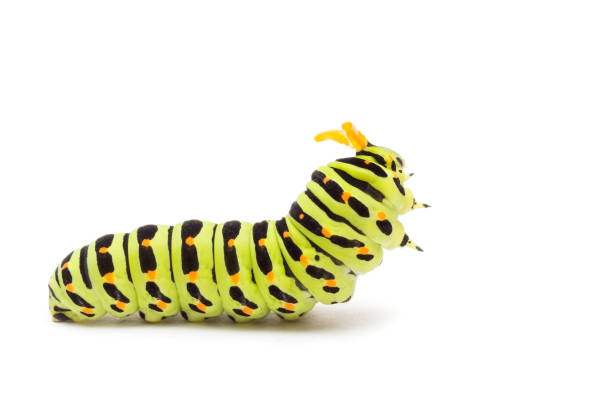 Detail Image Of A Caterpillar Nomer 4