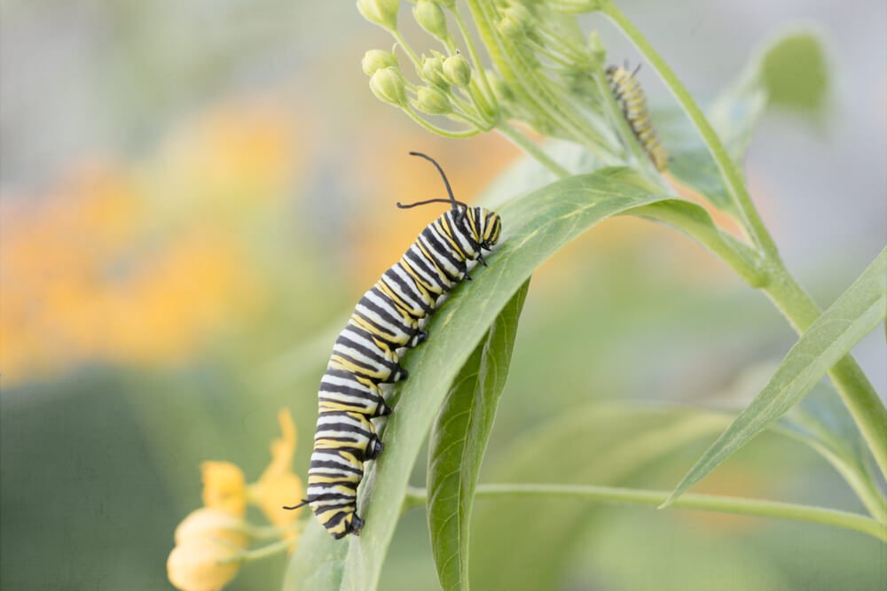 Detail Image Of A Caterpillar Nomer 33