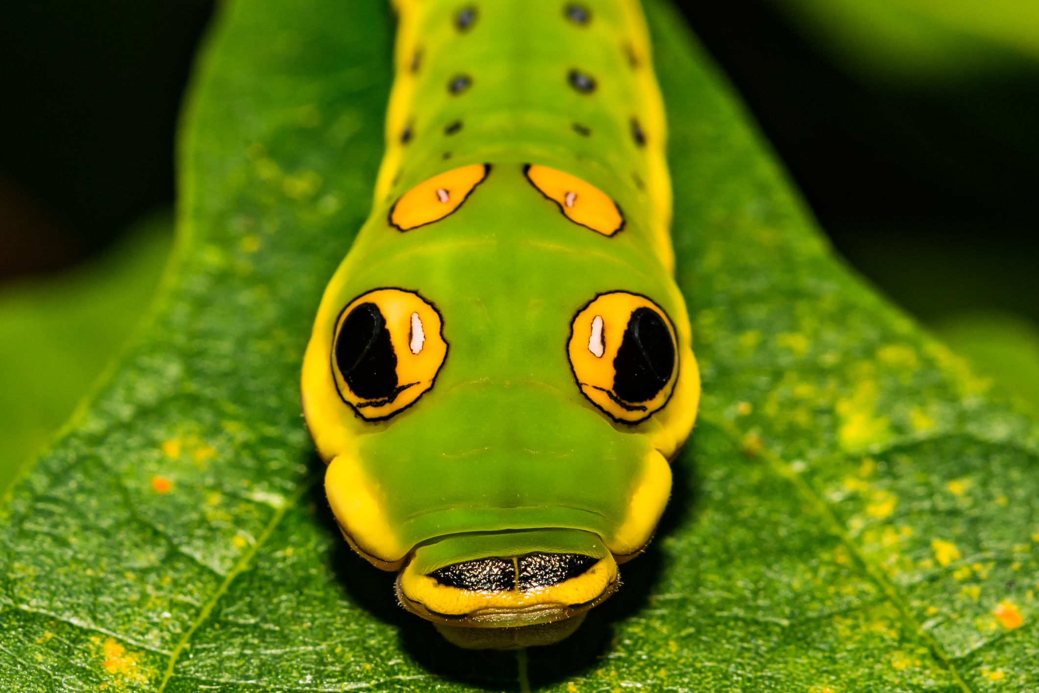 Detail Image Of A Caterpillar Nomer 38