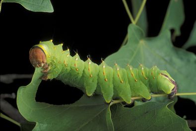 Detail Image Of A Caterpillar Nomer 42