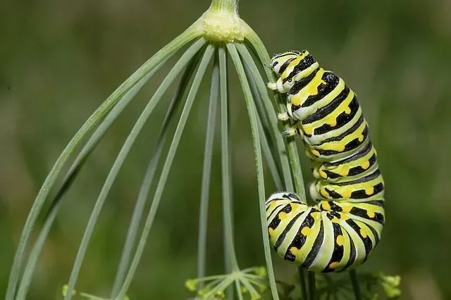 Detail Image Of A Caterpillar Nomer 46