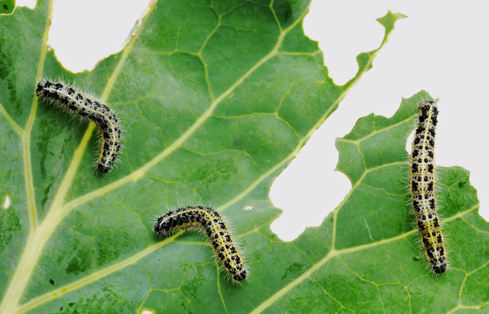 Detail Image Of A Caterpillar Nomer 48