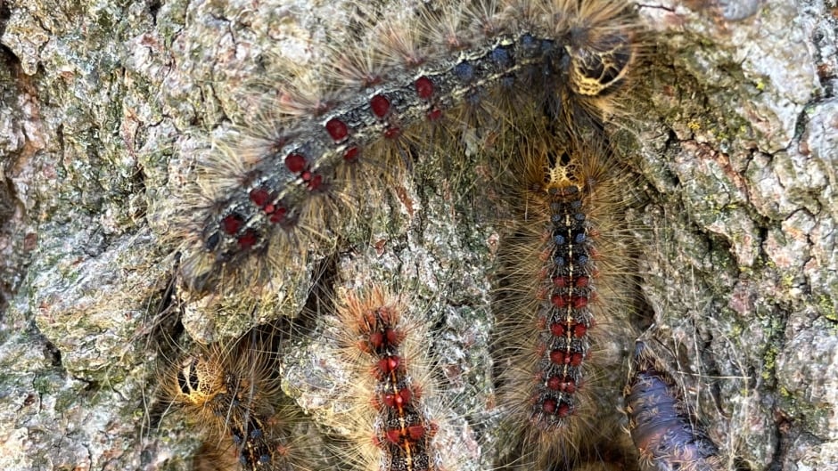 Detail Image Of A Caterpillar Nomer 56