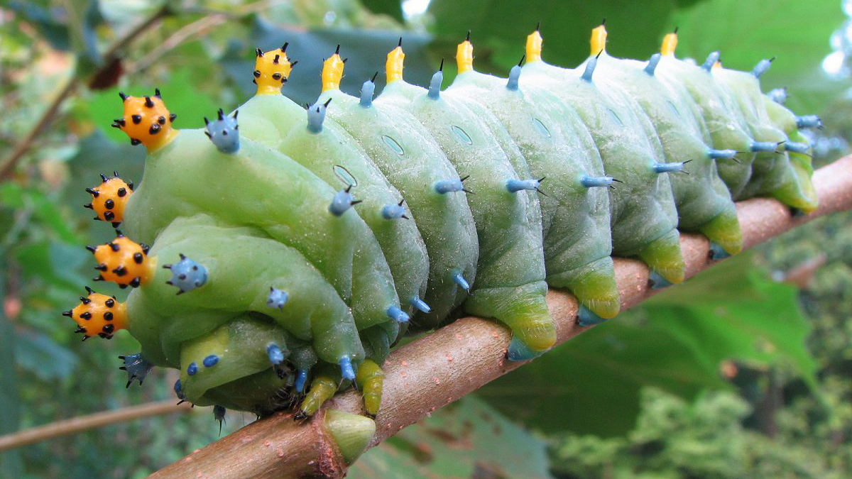 Detail Image Of A Caterpillar Nomer 8