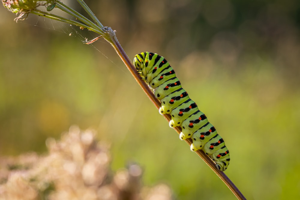 Detail Image Of A Caterpillar Nomer 10
