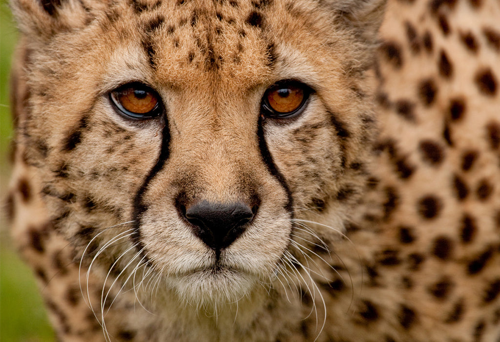 Detail Image Of A Cheetah Nomer 19