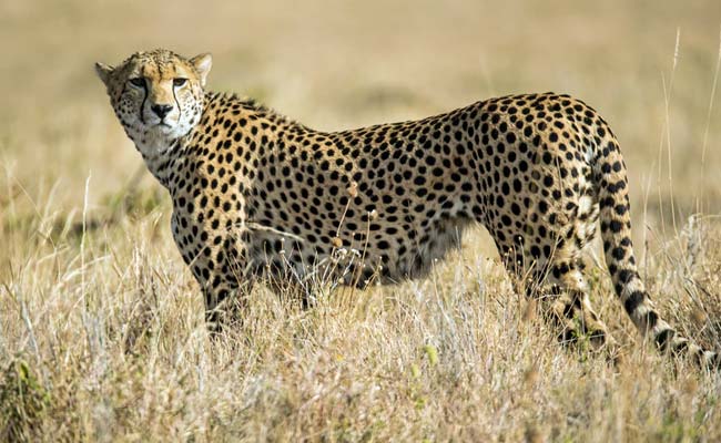 Detail Image Of A Cheetah Nomer 20