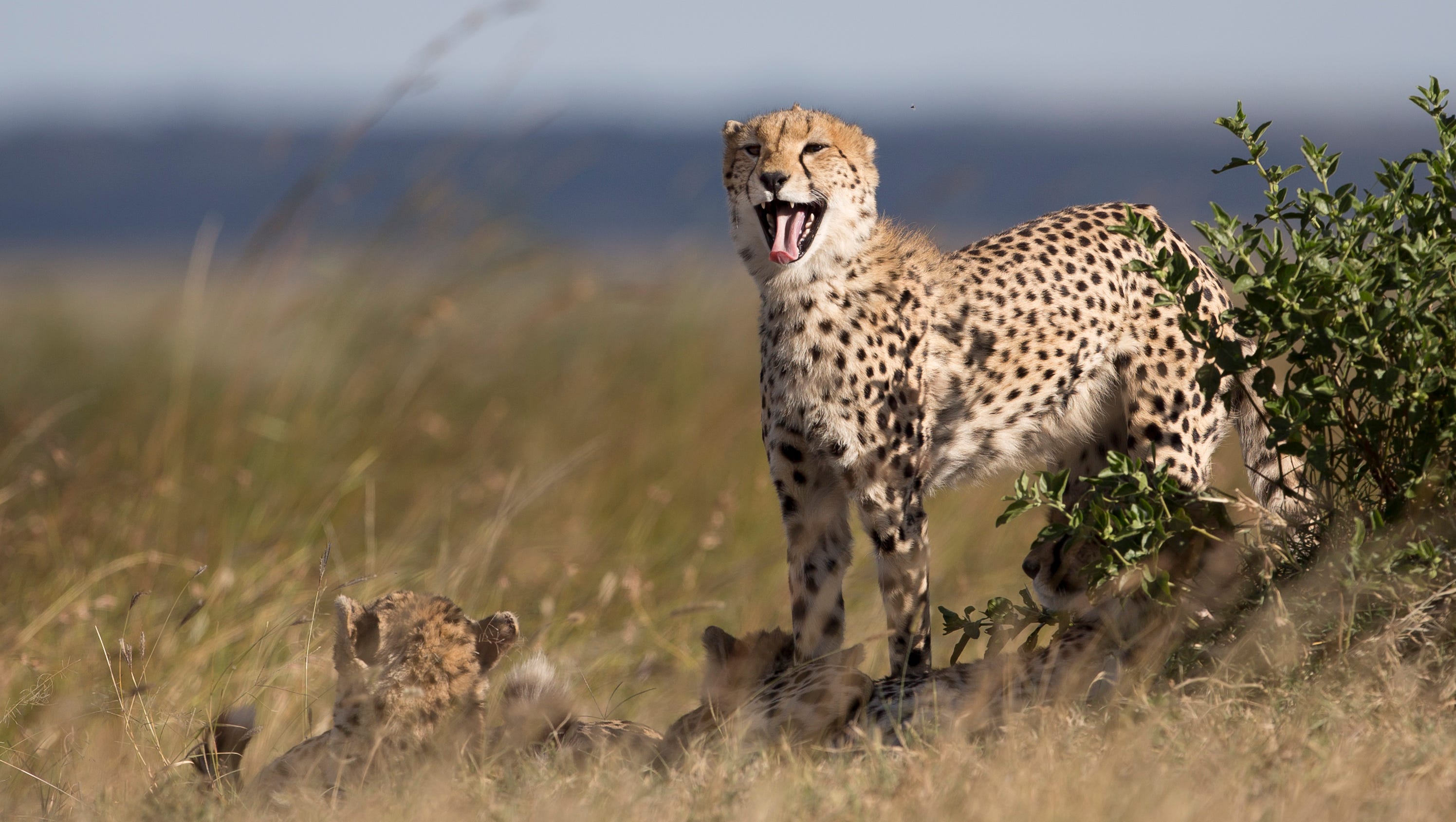 Detail Image Of A Cheetah Nomer 23