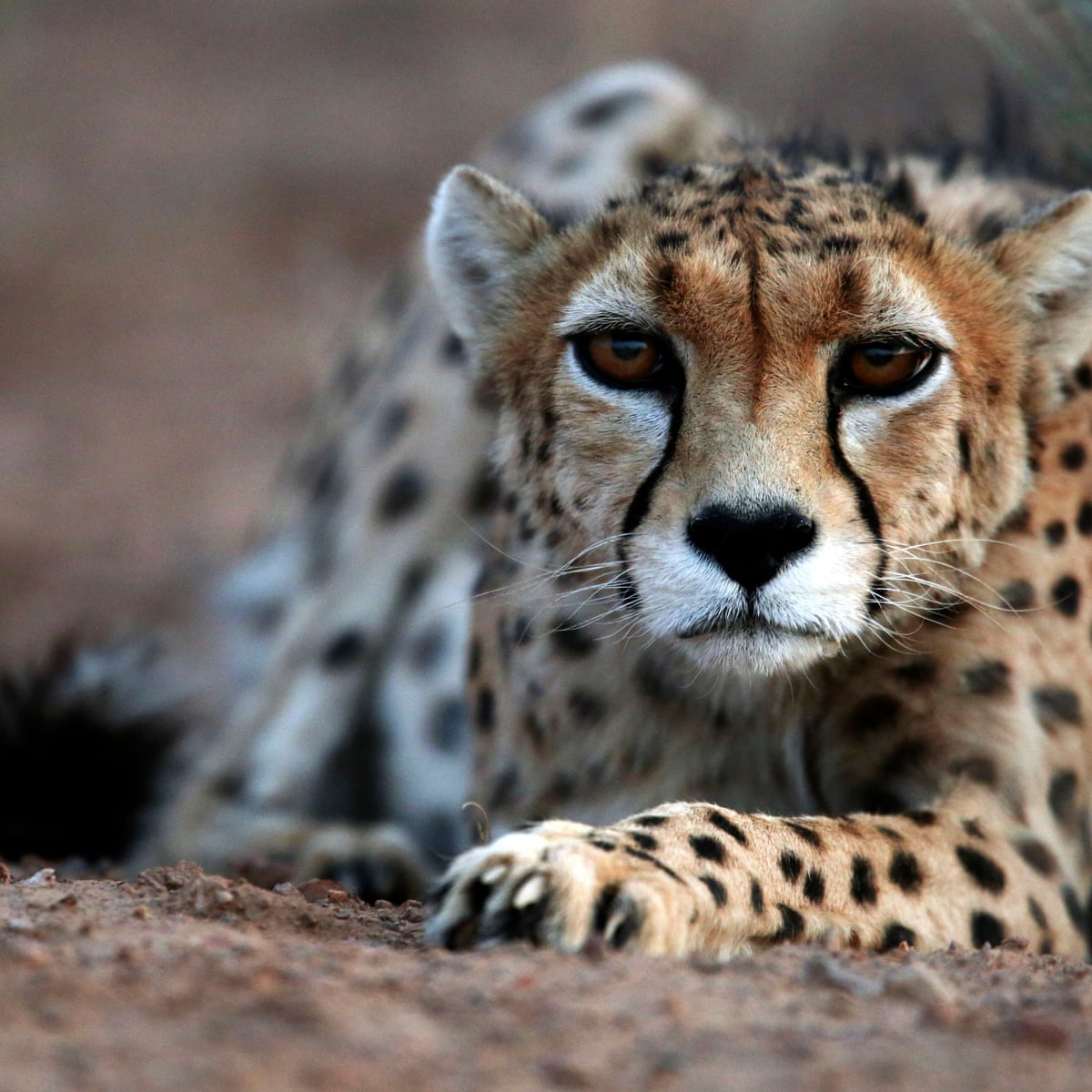 Detail Image Of A Cheetah Nomer 35