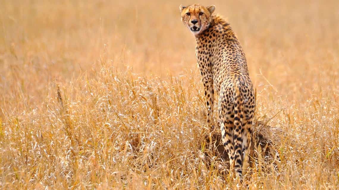 Detail Image Of A Cheetah Nomer 45