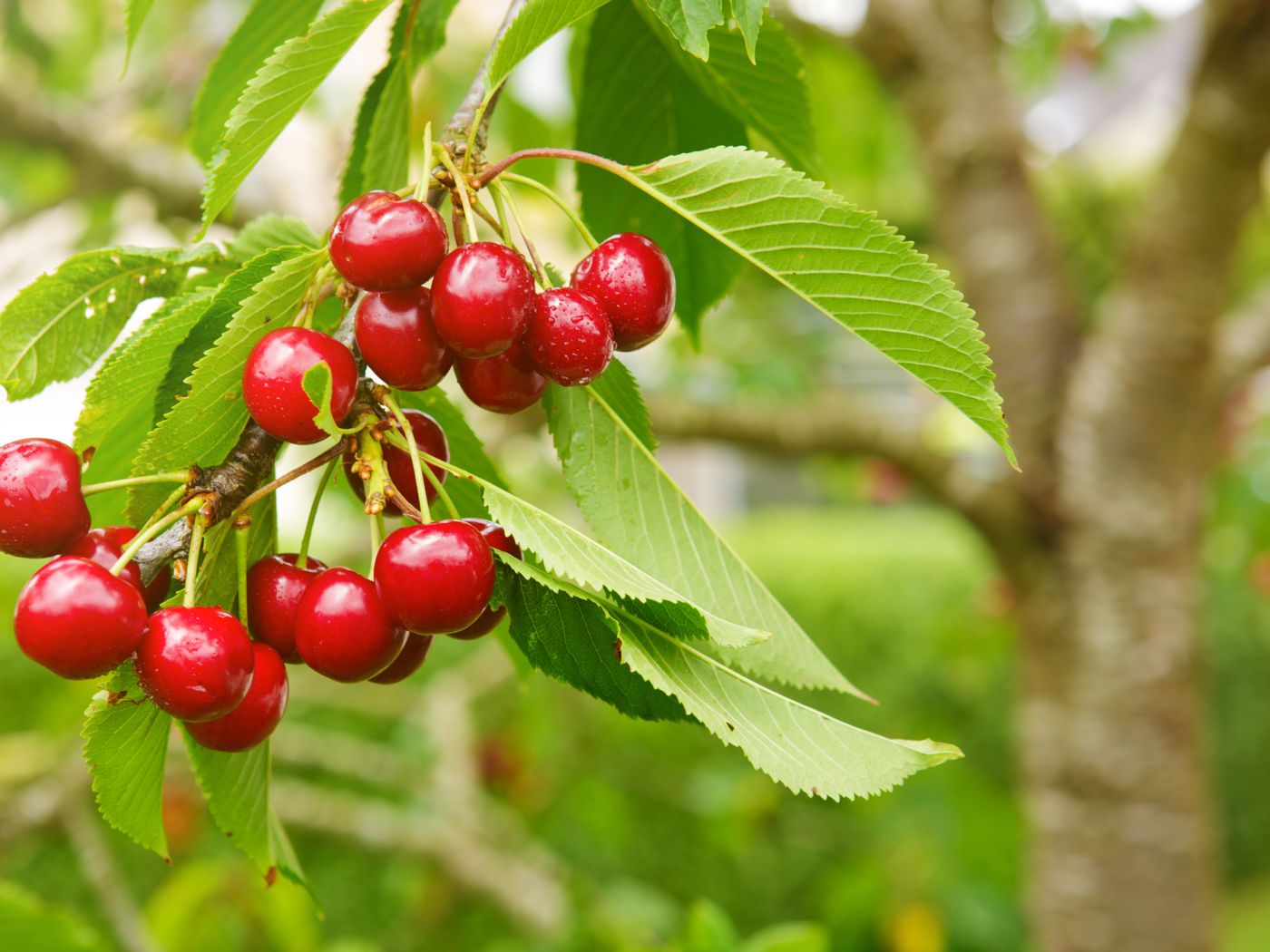 Detail Image Of A Cherry Nomer 36