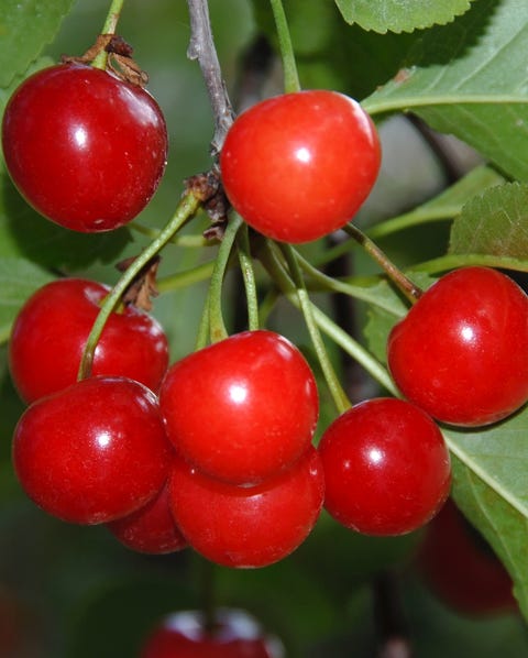 Detail Image Of A Cherry Nomer 51