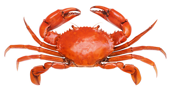 Image Of A Crab - KibrisPDR