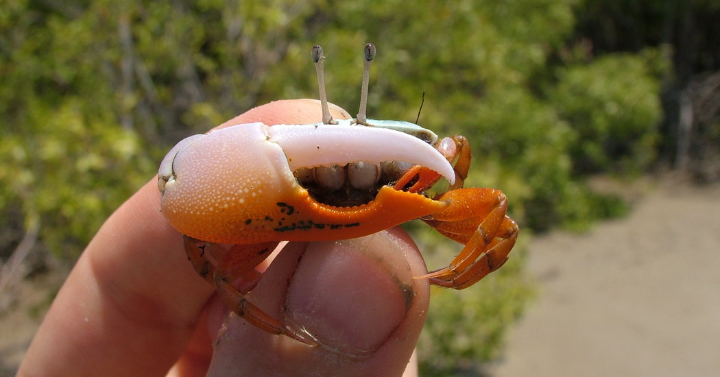 Detail Image Of A Crab Nomer 29
