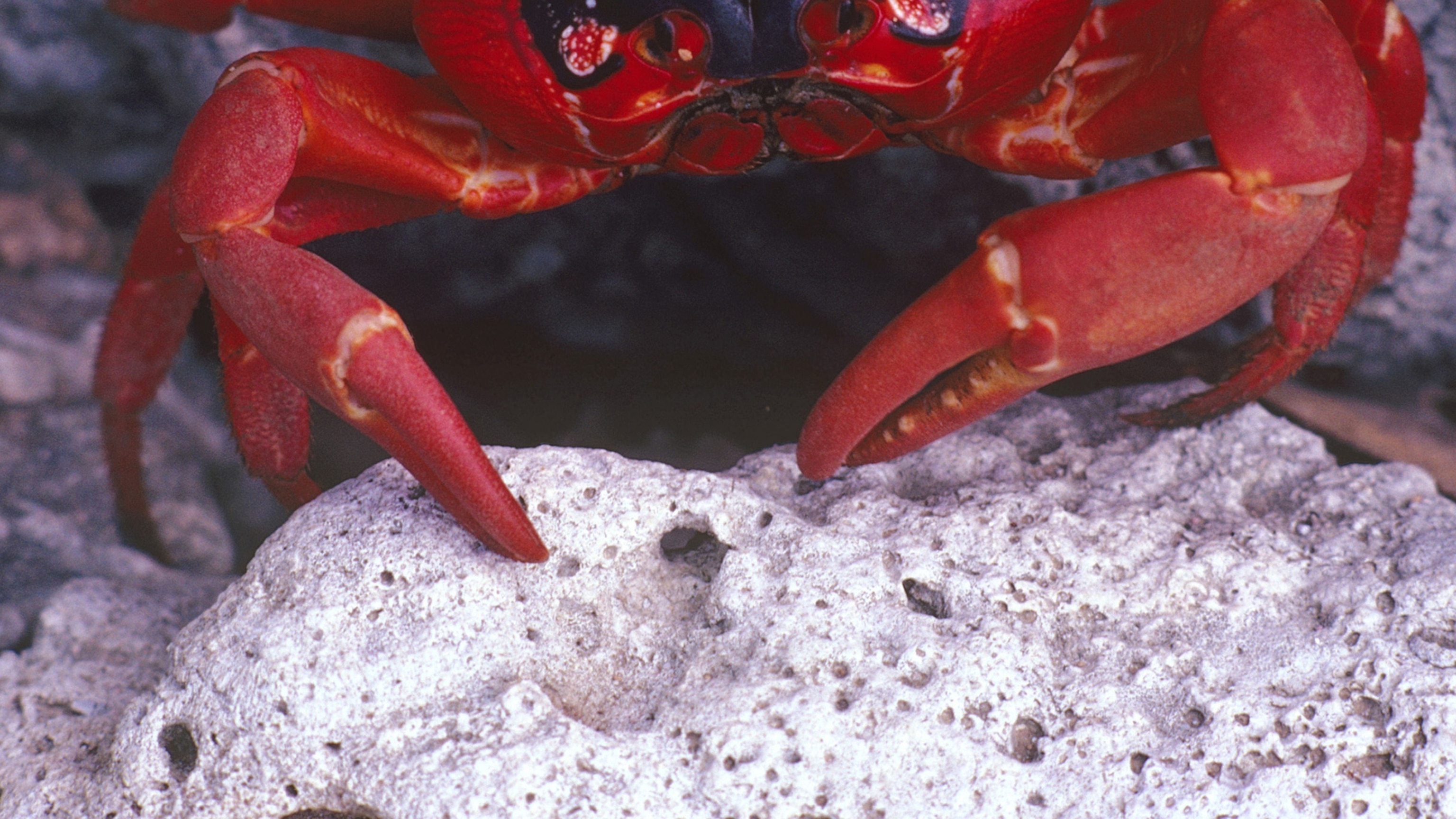 Detail Image Of A Crab Nomer 33