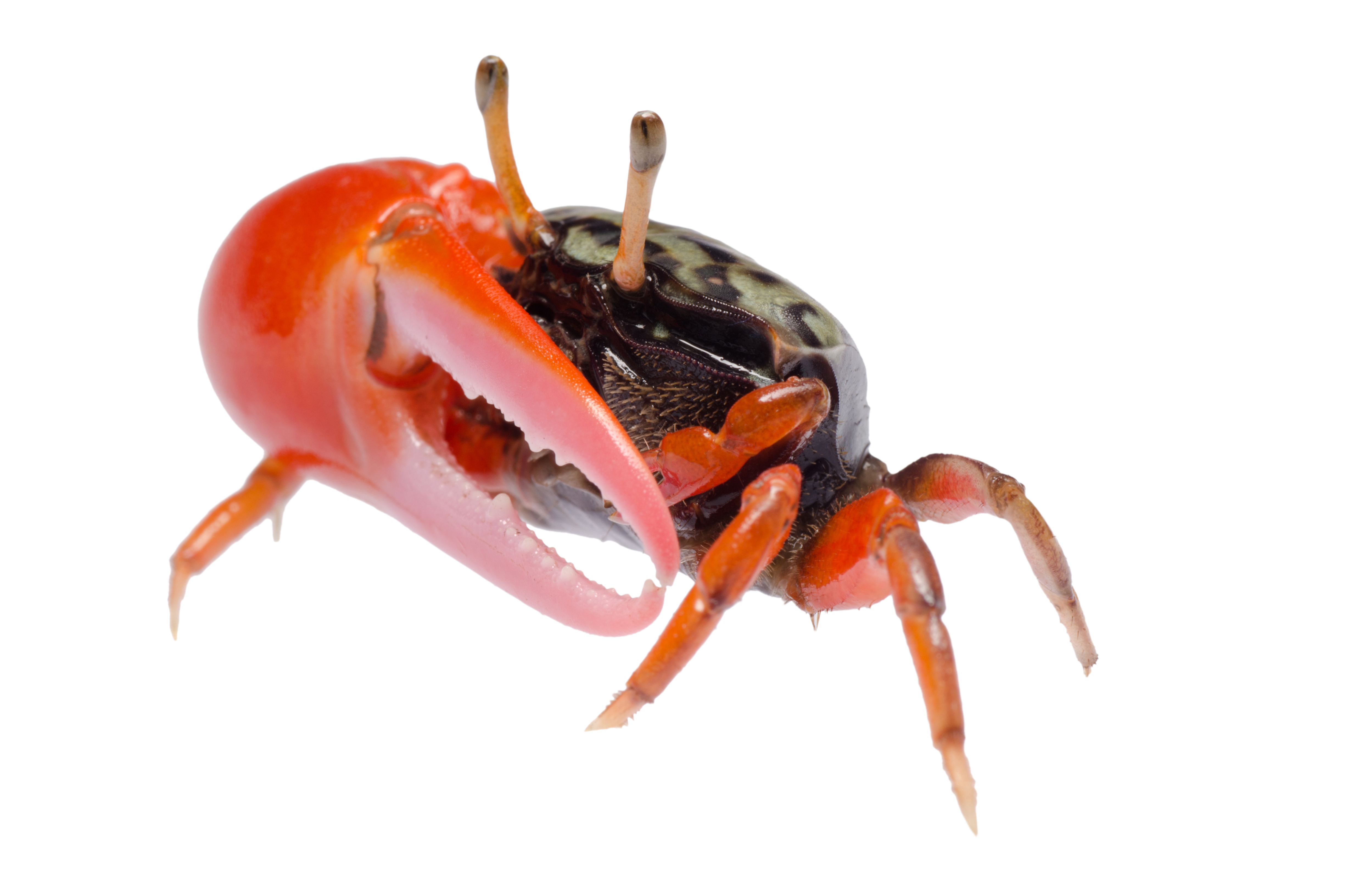 Detail Image Of A Crab Nomer 34