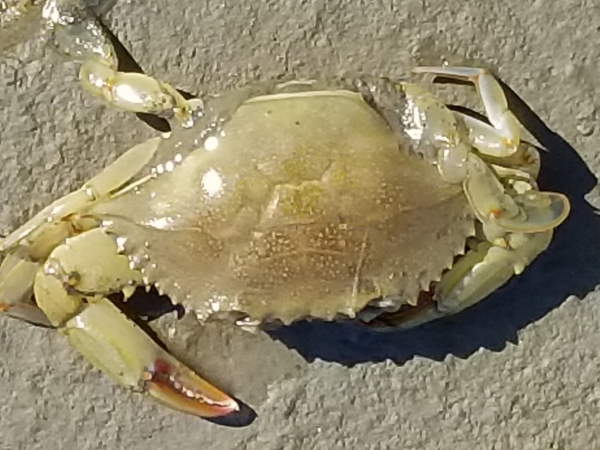 Detail Image Of A Crab Nomer 36
